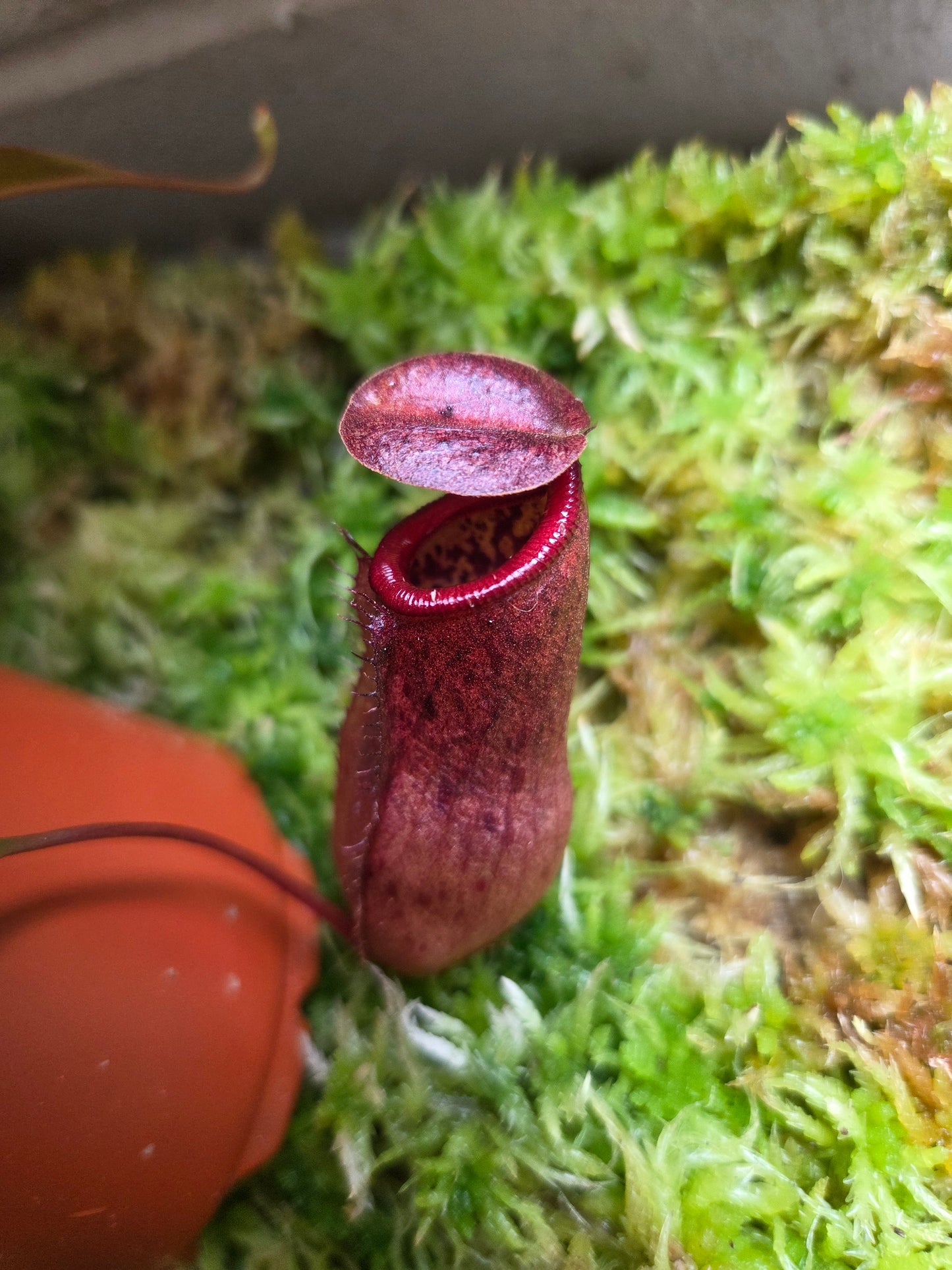 Nepenthes (ventricosa x sibuyanensis) x Rokko 'Exotica'