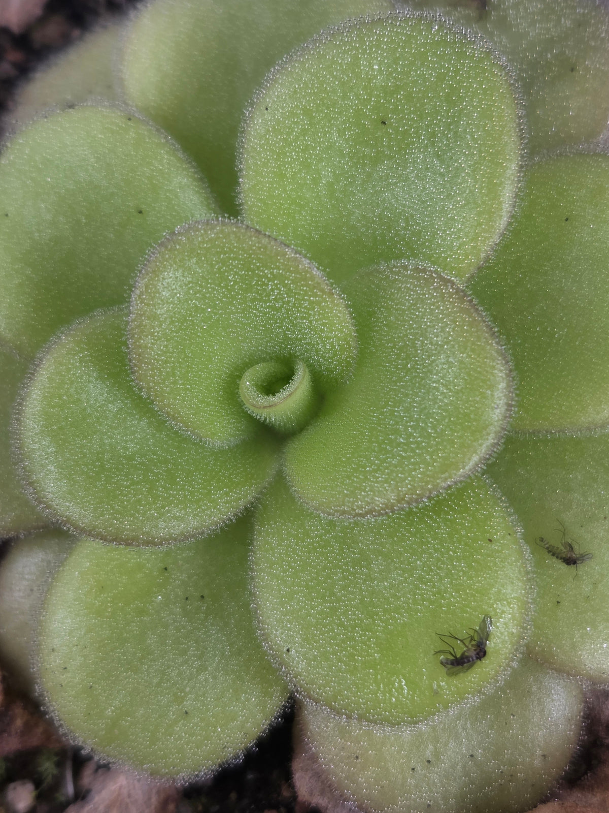 Pinguicula gigantea x agnata (Small)