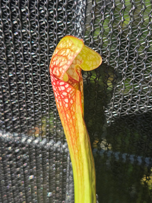 Sarracenia x Wrigleyana