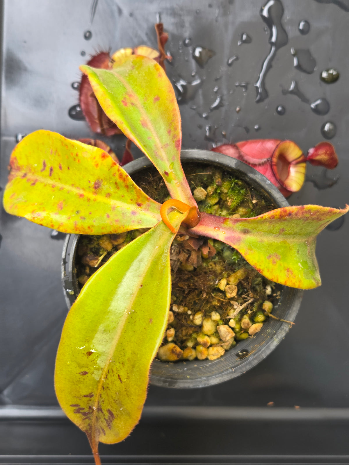 Nepenthes viking x ampullaria 'Black Miracle' - Medium