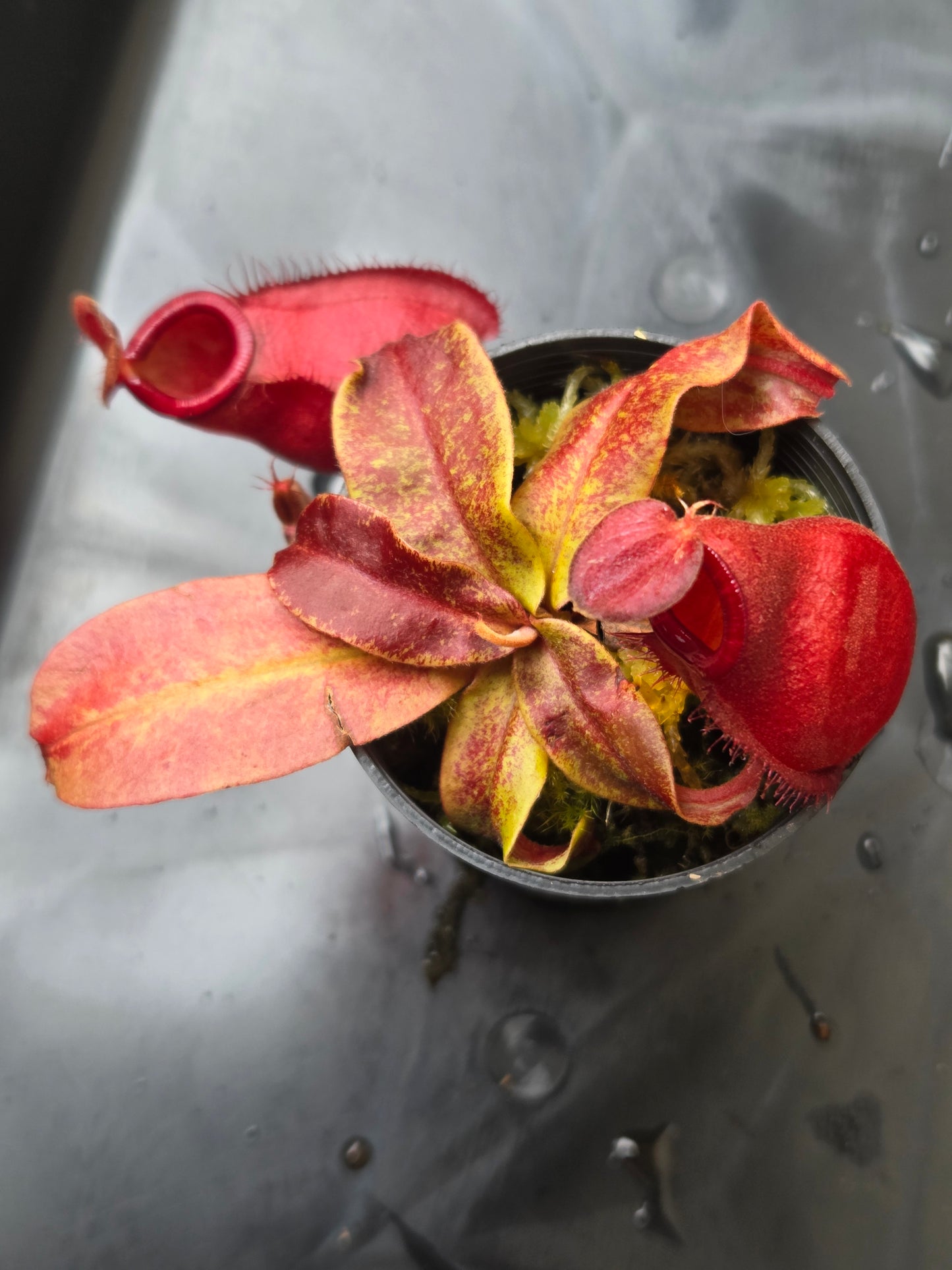 Nepenthes viking x ampullaria 'Black Miracle' - Extra Small