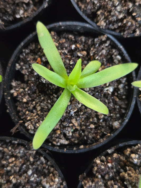 Pinguicula 'Hawkesbury' (Small)