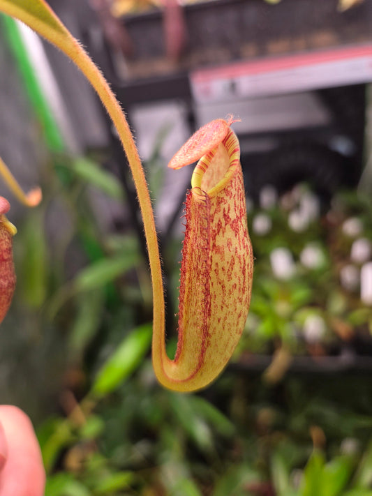 Nepenthes spectabilis x bongso BE - 3991