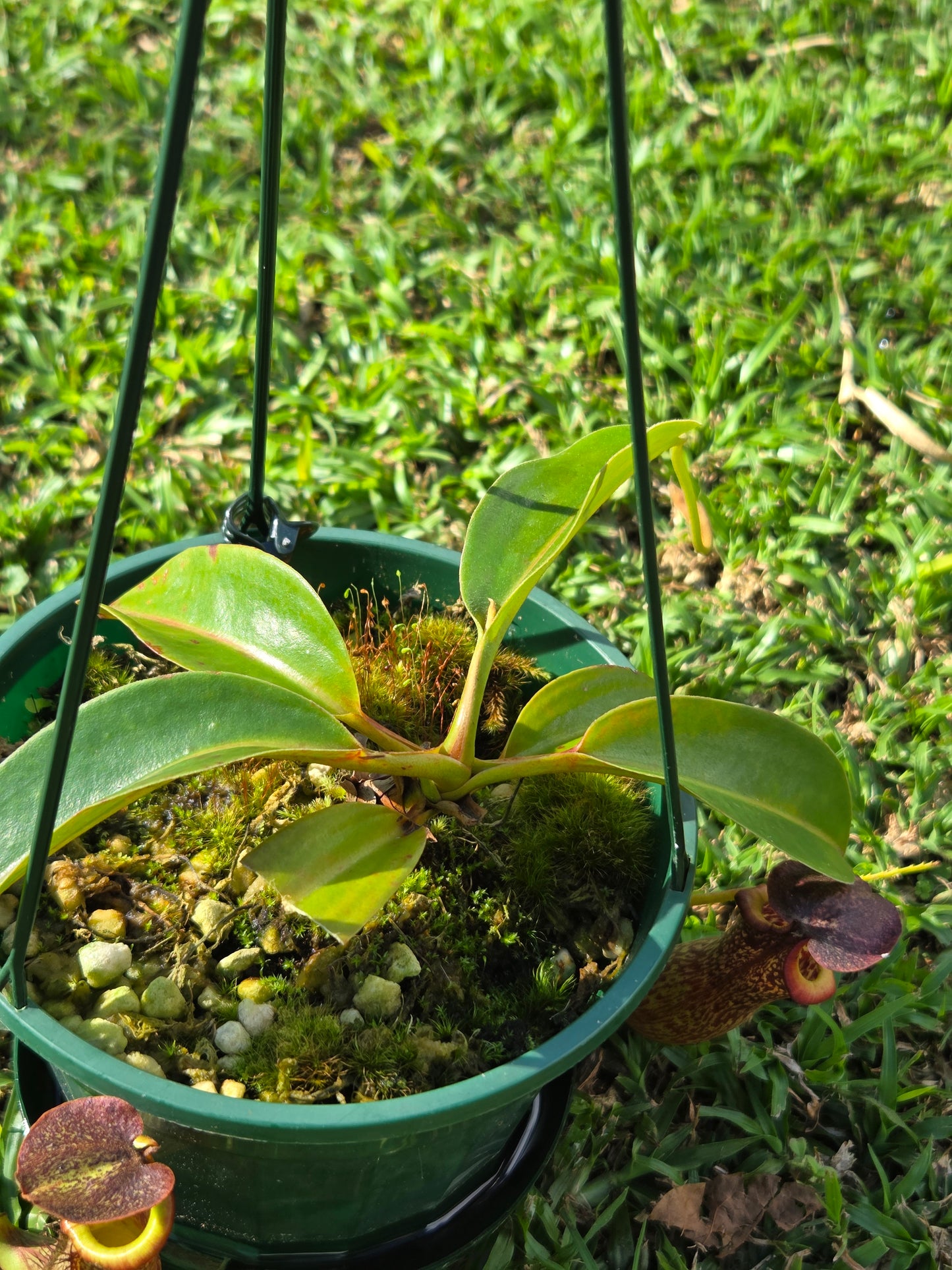 Nepenthes (glandulifera x boschiana) x LVB
