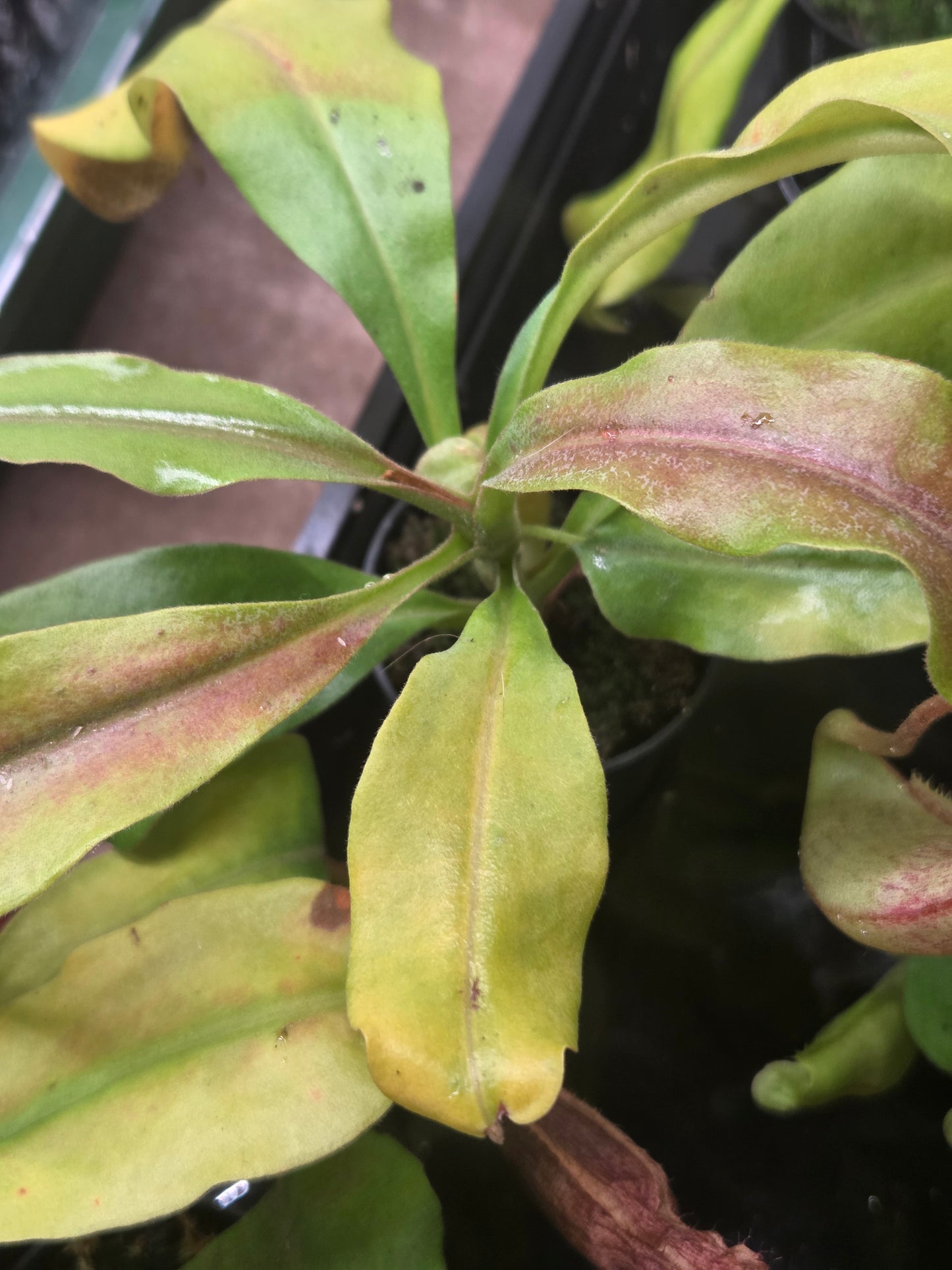 Nepenthes maxima (Red variant)