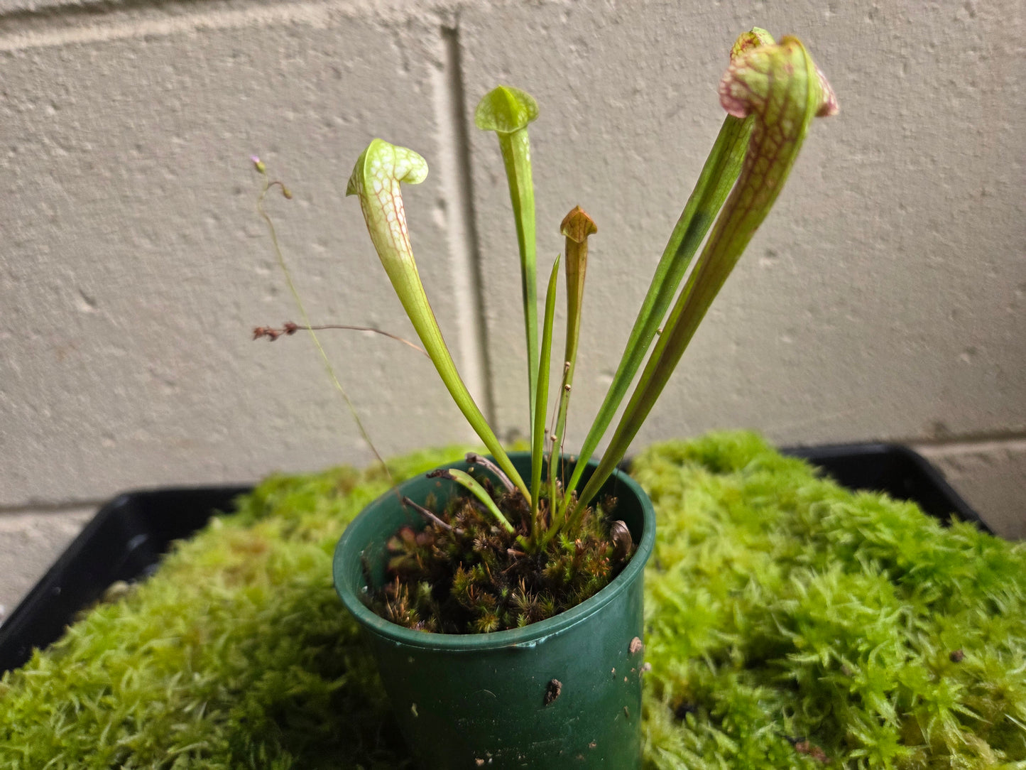 Sarracenia leucophylla hybrid