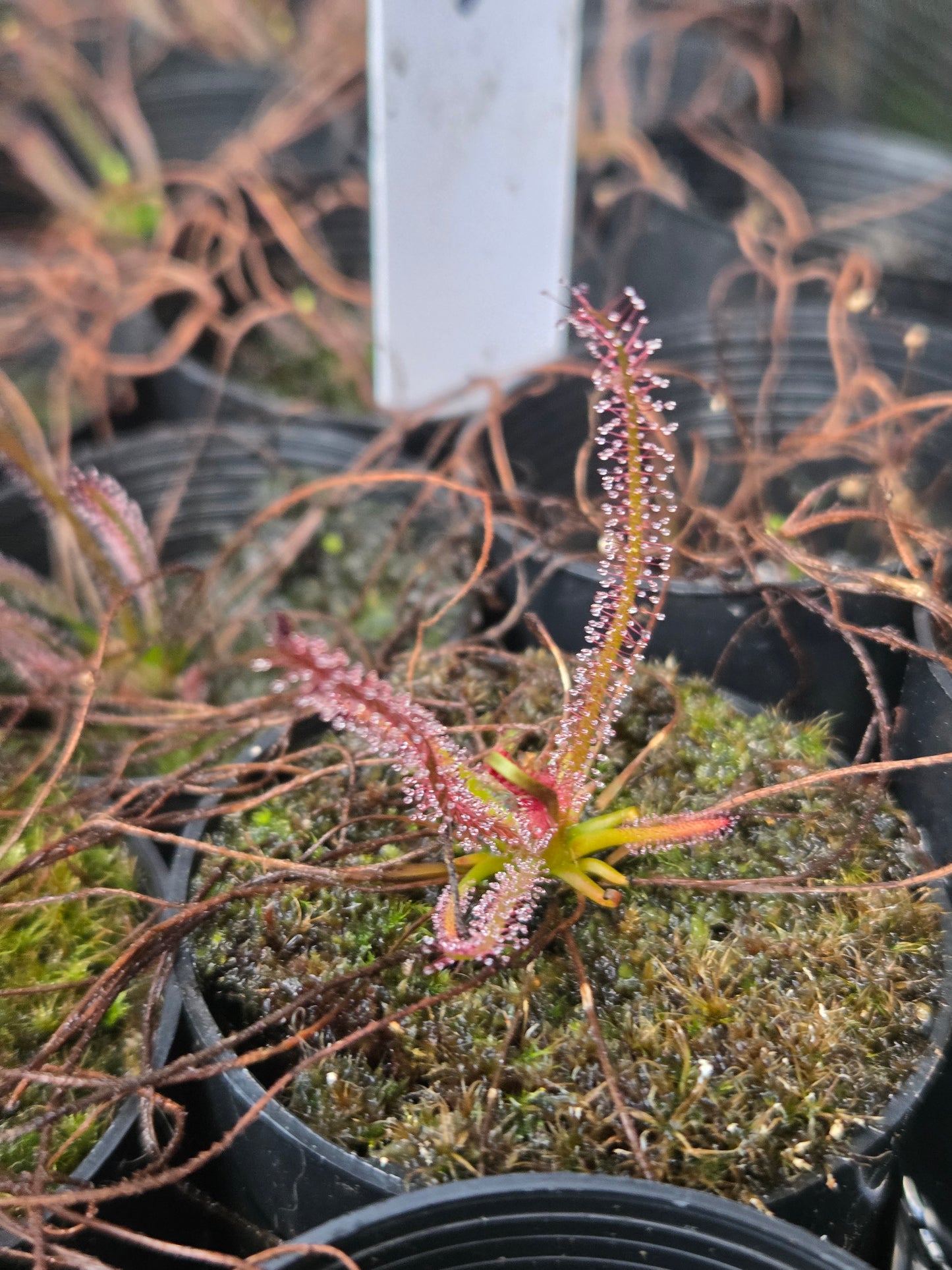 Drosera filiformis 'Red'