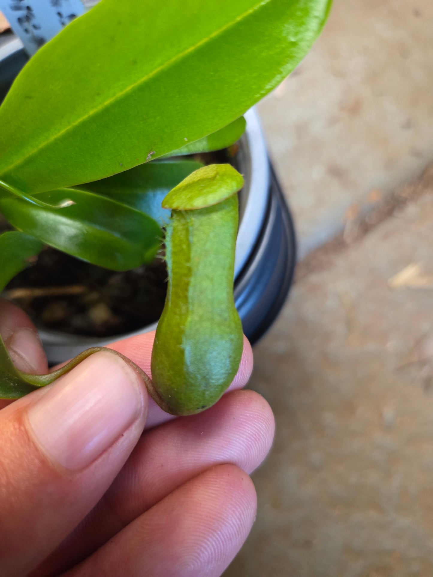 Nepenthes ventricosa