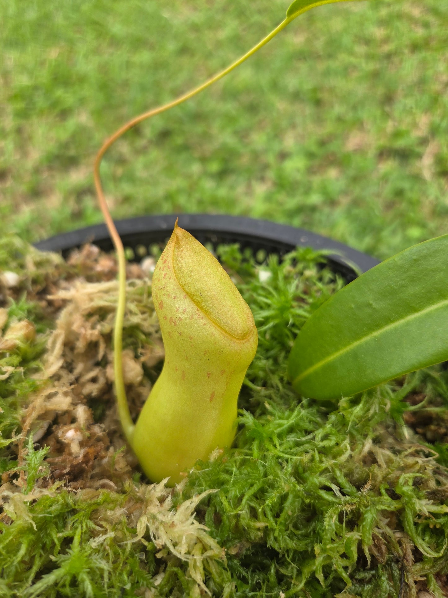 Nepenthes ventricosa x burkei