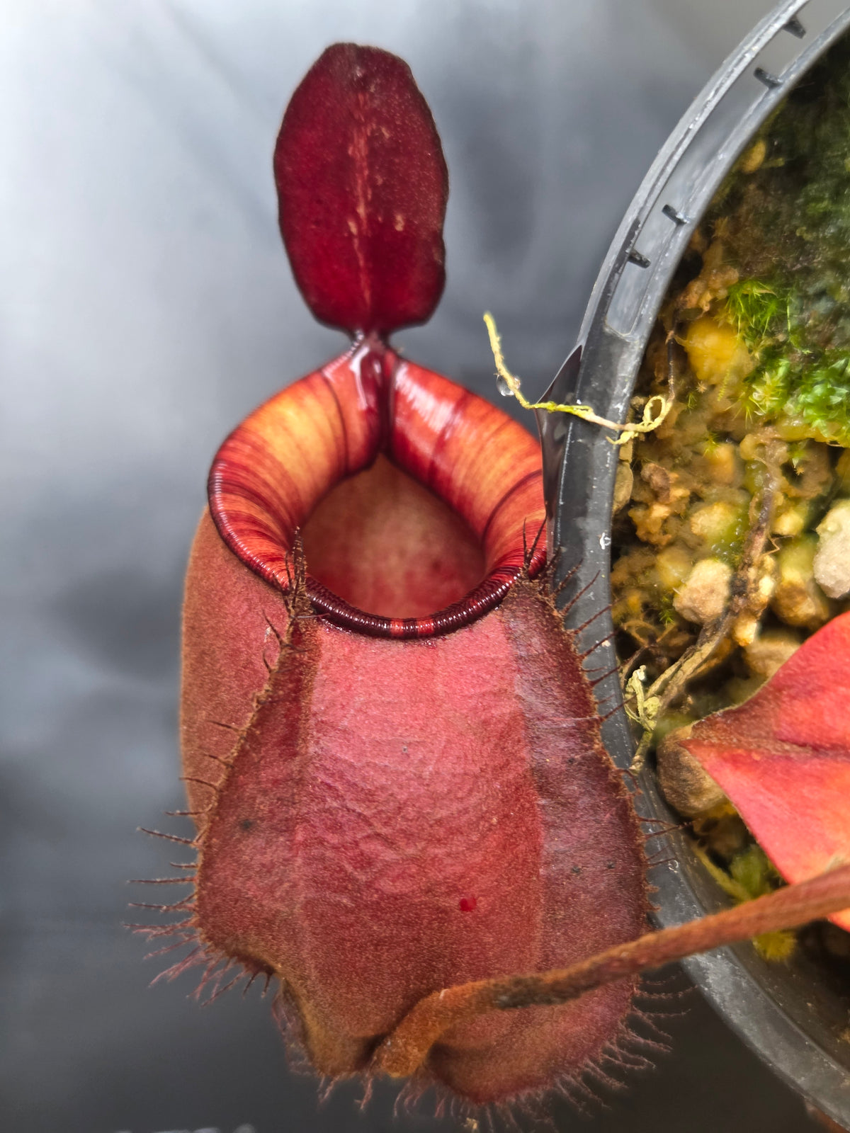 Nepenthes viking x ampullaria 'Black Miracle' - Medium