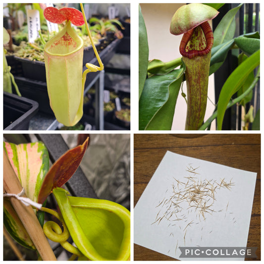 Nepenthes (bicalcarata x mira) x bokorensis