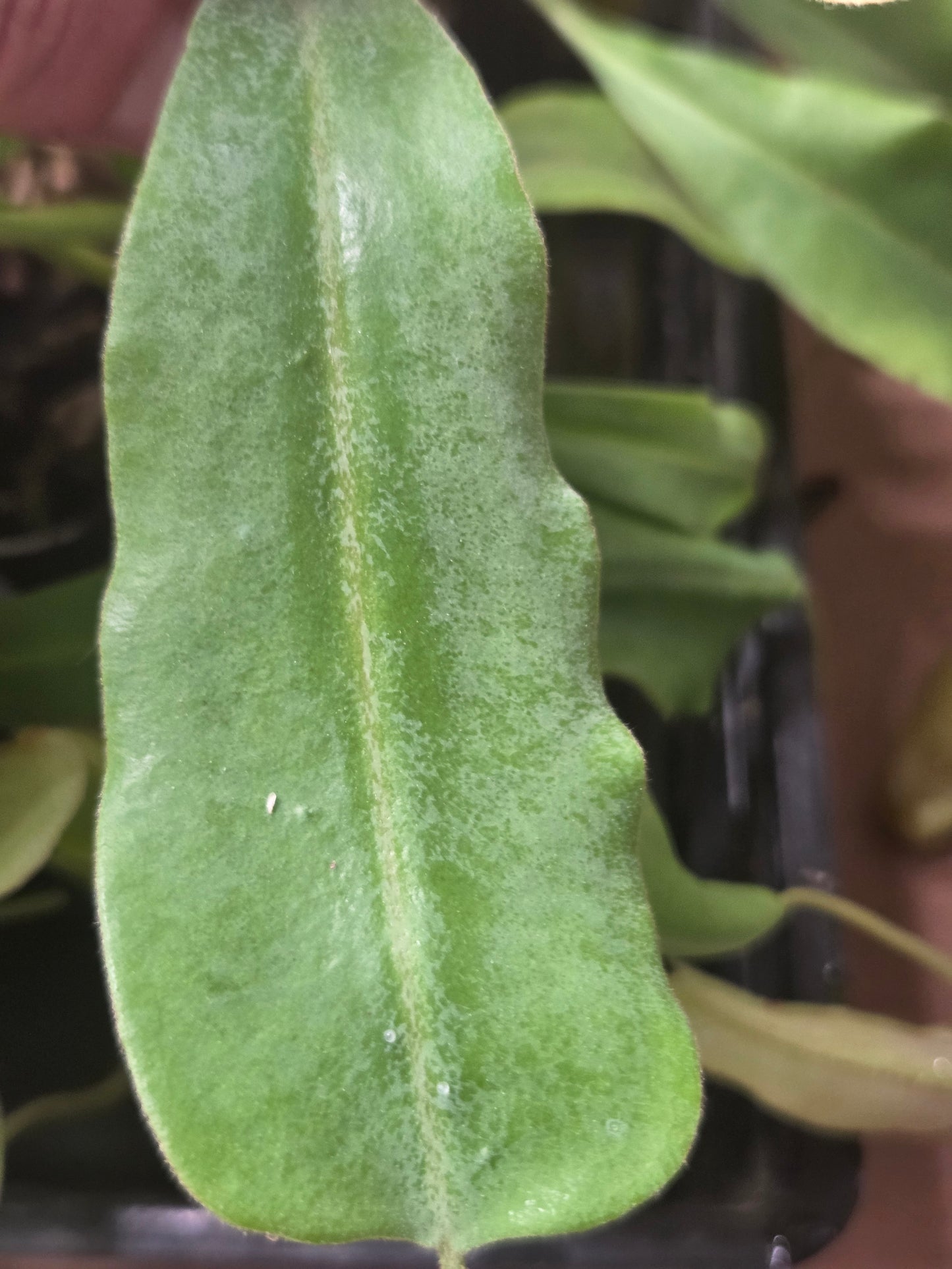Nepenthes maxima (Green variant)