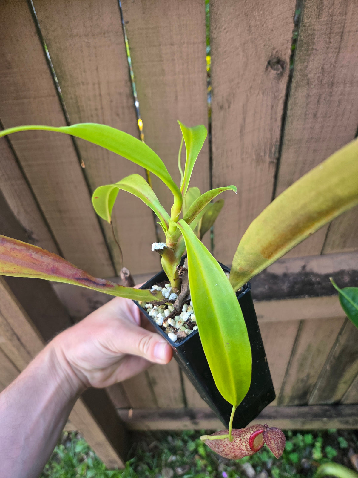 Nepenthes spathulata x ventricosa