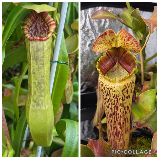 Nepenthes (spathulata x thorelii) x {[(lowii x veitchii) x boschiana] x platychila