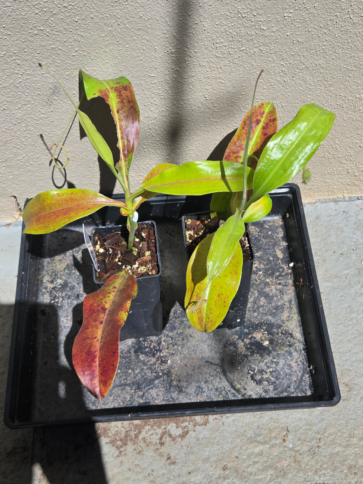 Nepenthes x Wrigleyana