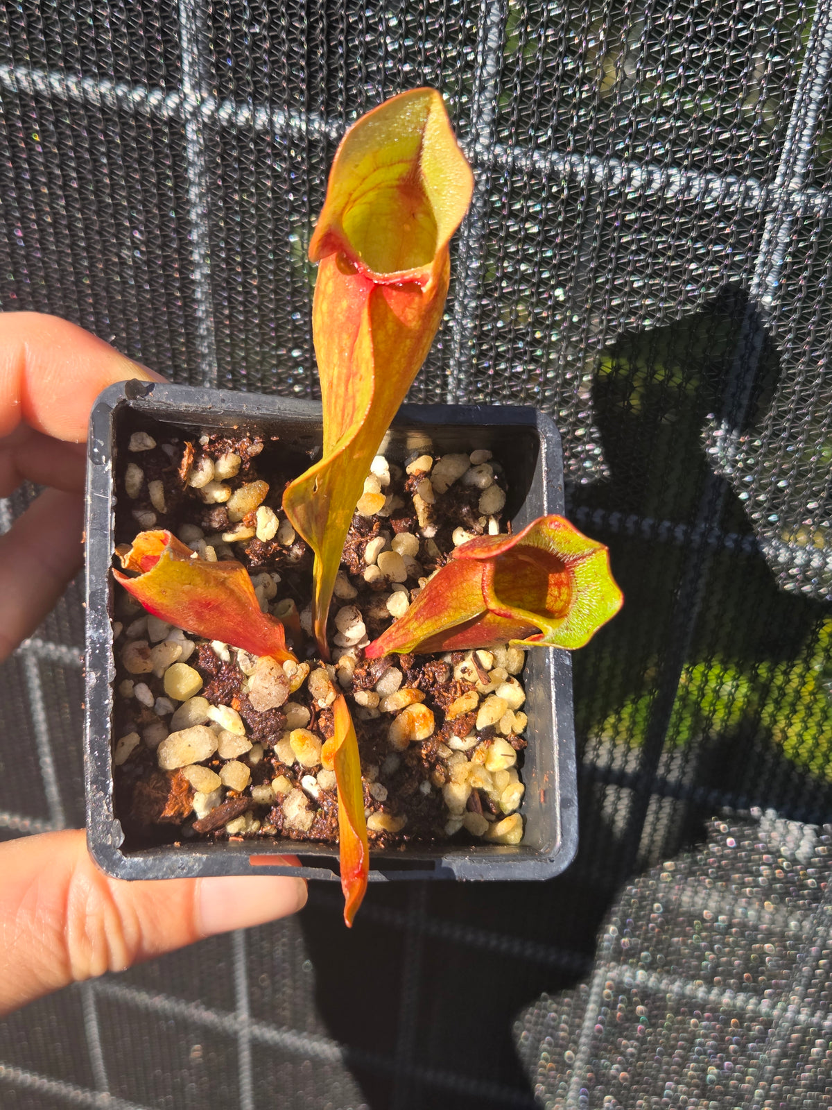 Sarracenia purpurea