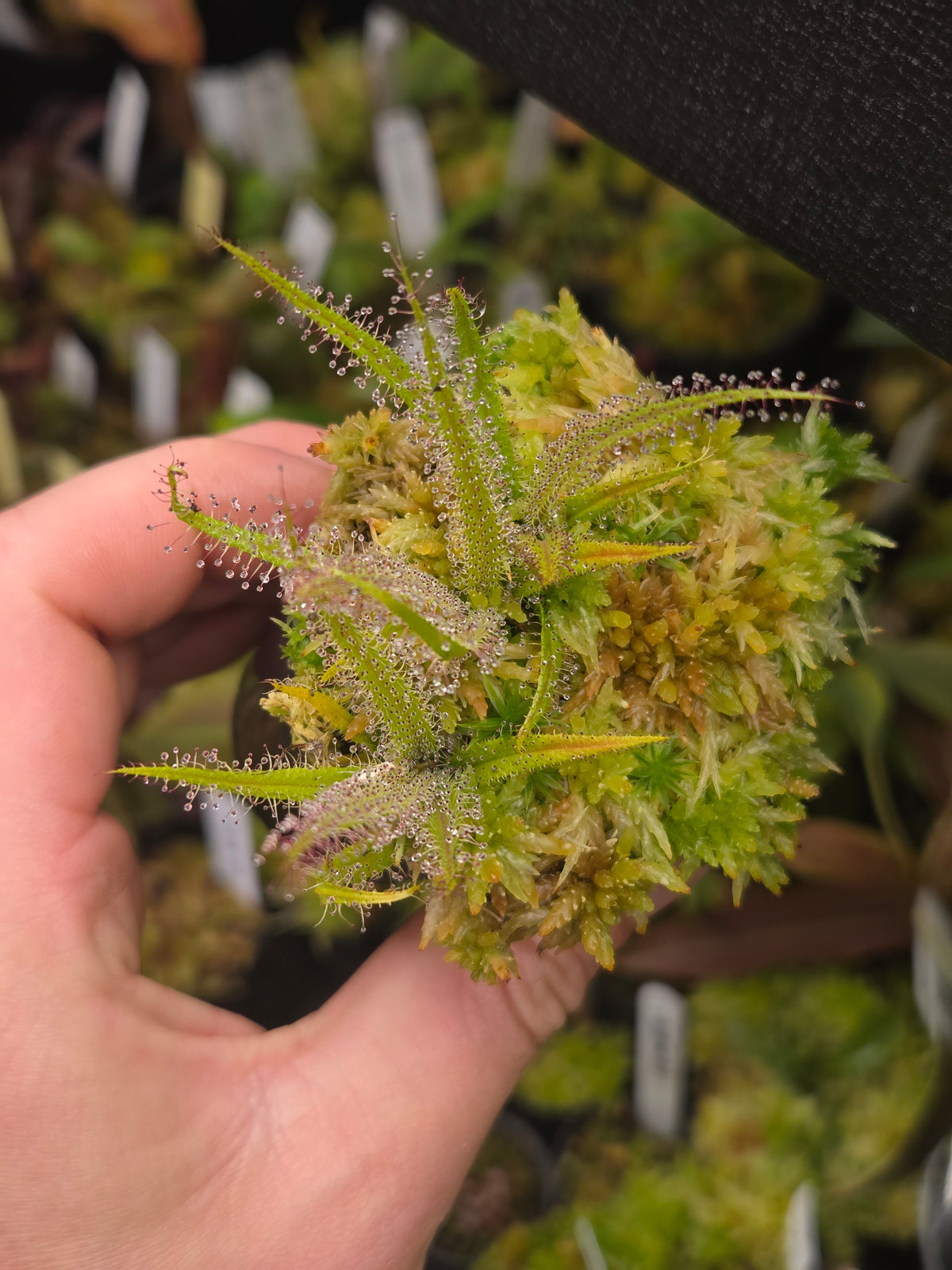 Drosera regia (3 growth points)