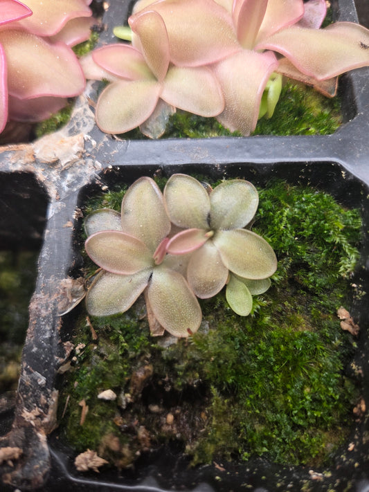 Pinguicula potosiensis (Small)