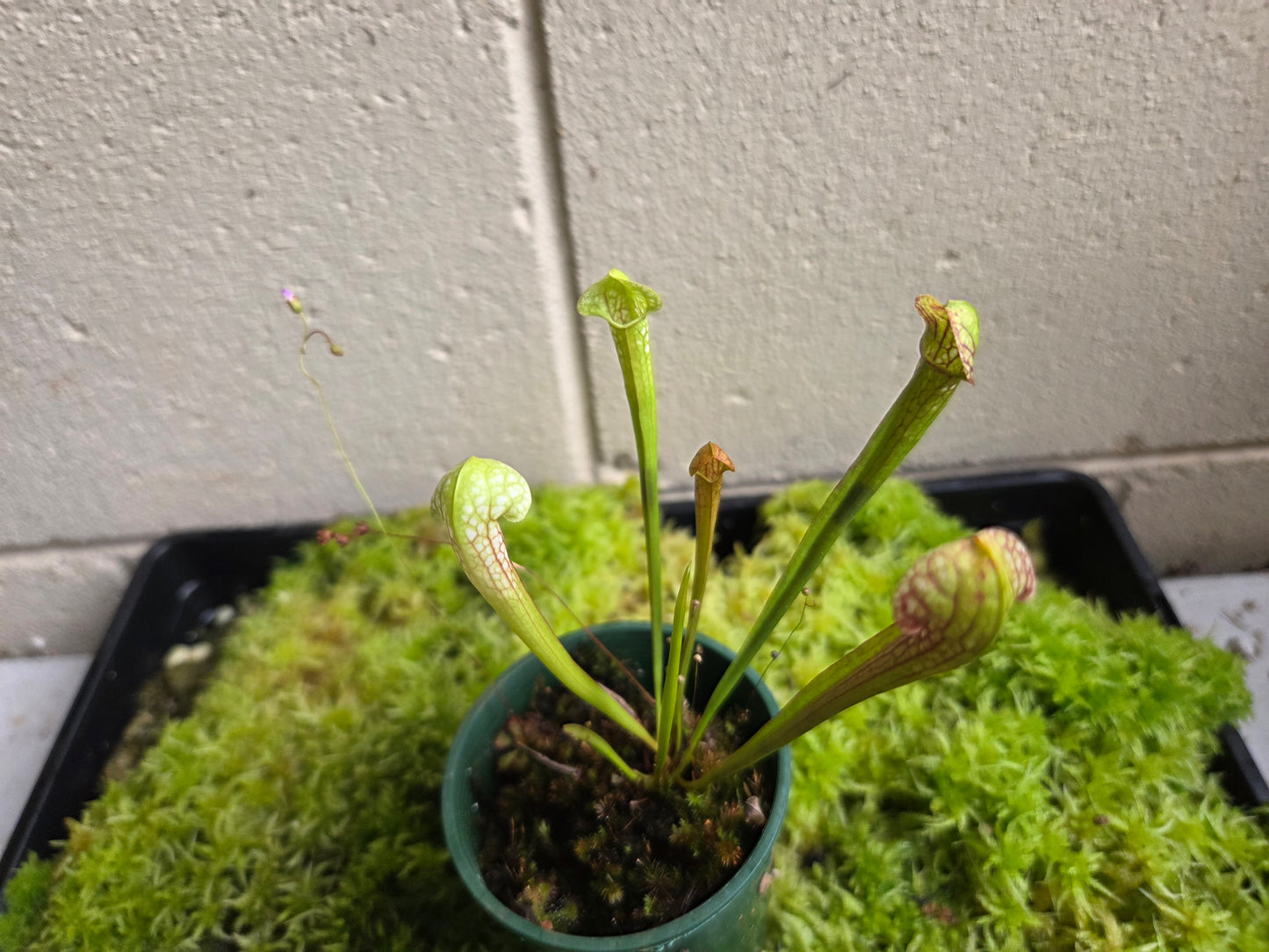 Sarracenia leucophylla hybrid