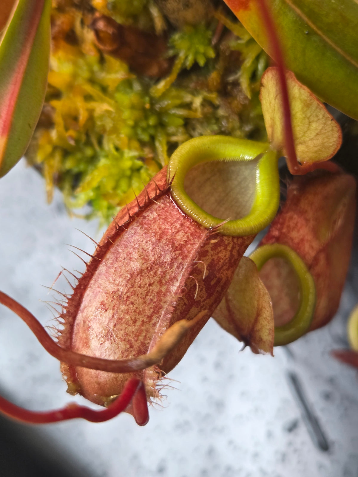 Nepenthes bellii