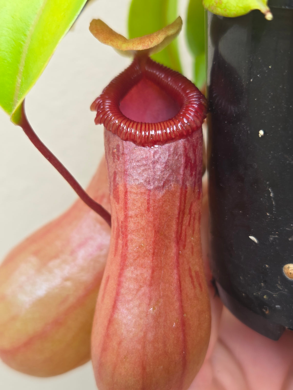 Nepenthes ventricosa 'Red'