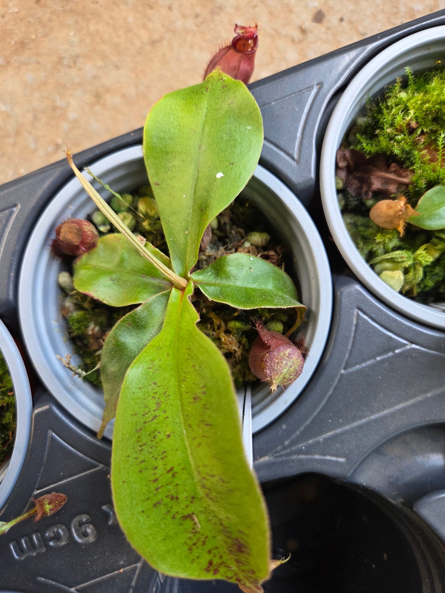 Nepenthes viking x rafflesiana white