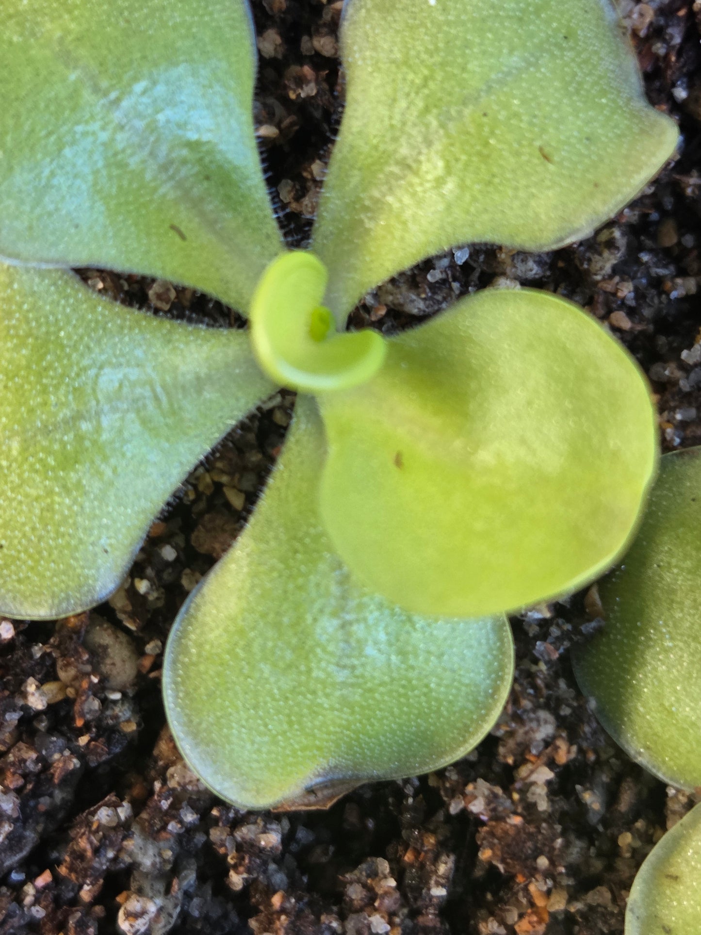 Pinguicula moranensis (Small)