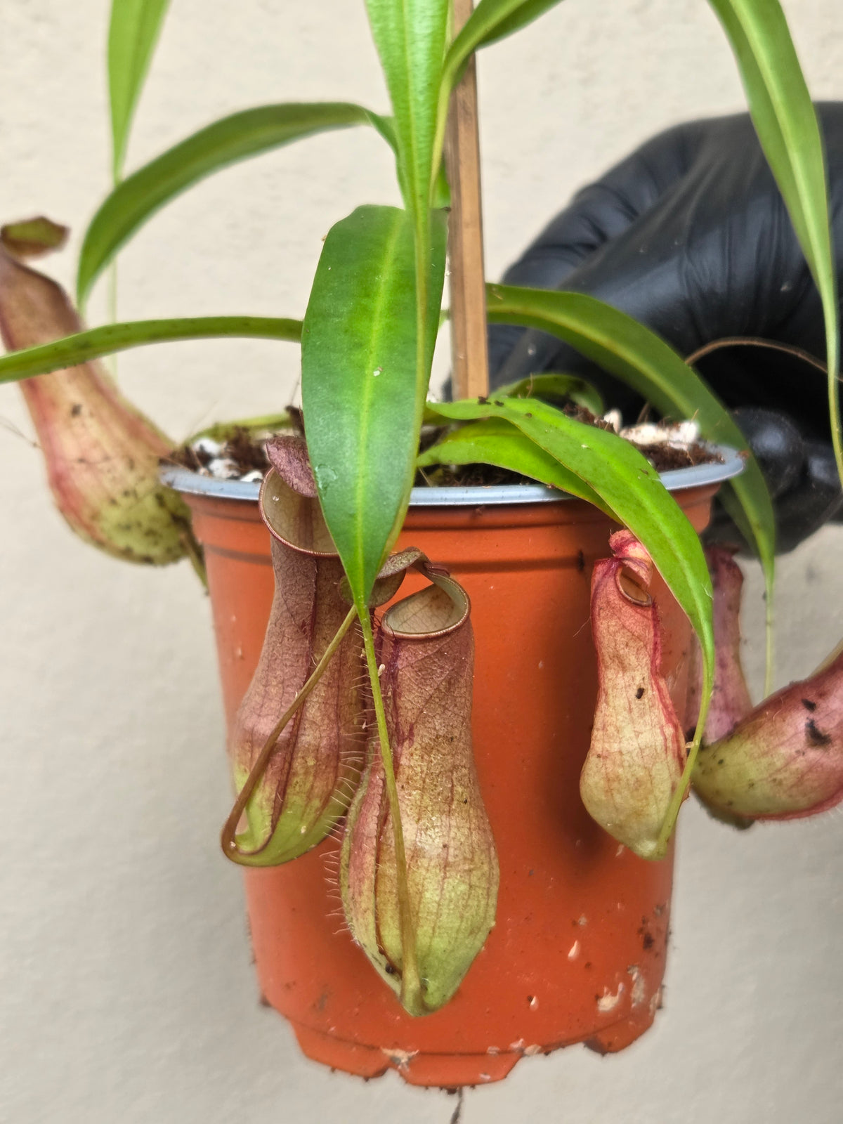 Nepenthes gracilis