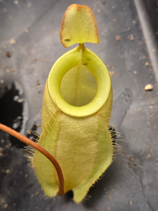 Nepenthes (viking x rafflesiana) x ampullaria (Medium)
