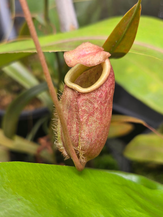 Nepenthes bellii