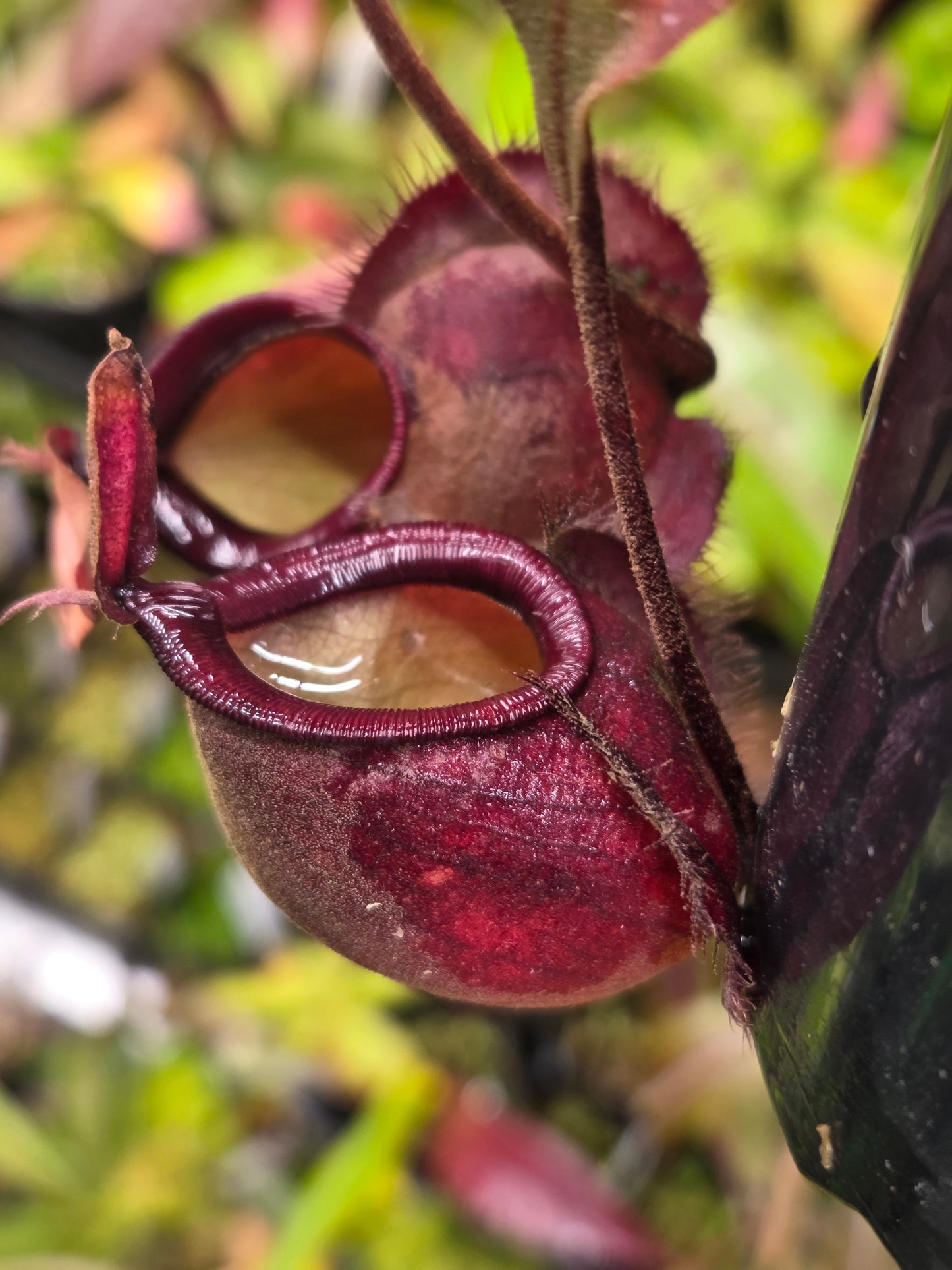 Nepenthes viking x ampullaria 'Black Miracle' - Medium