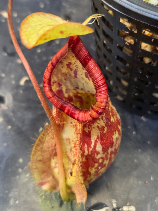 Nepenthes (viking x ampullaria) x 'Hookeriana'