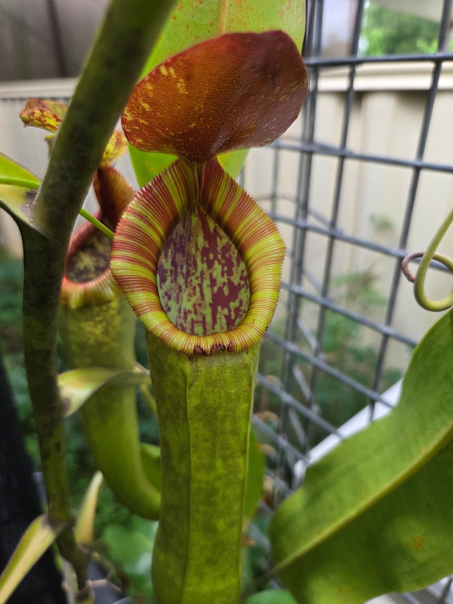 Nepenthes NOID - Female