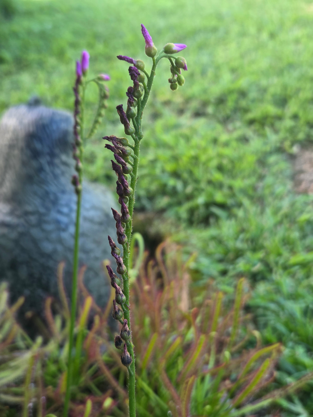 Drosera capensis "Typical" seeds