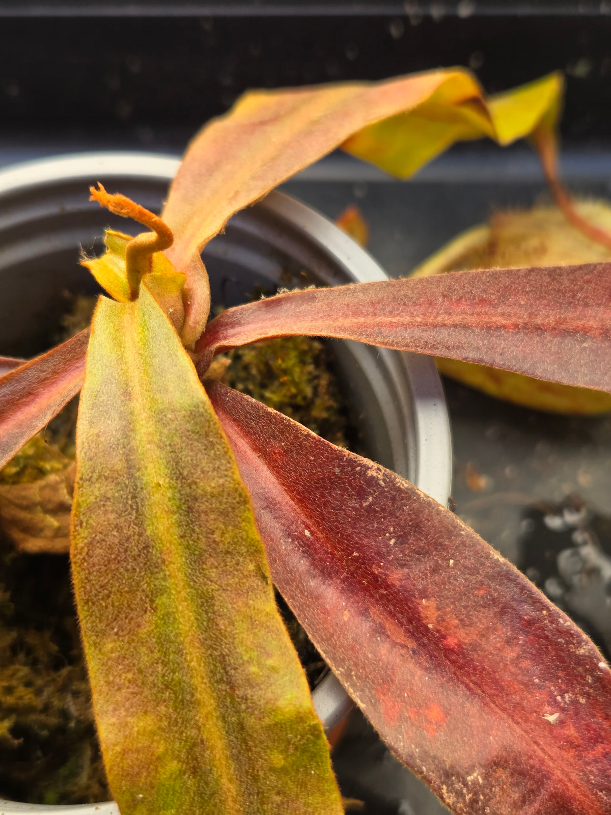 Nepenthes (viking x rafflesiana) x ampullaria (Medium)