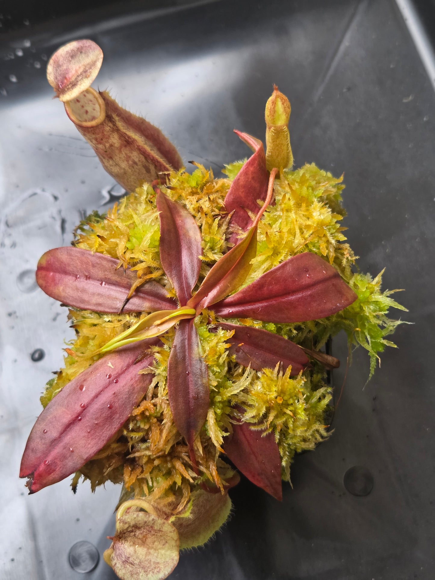 Nepenthes neoguineensis BE - 4539