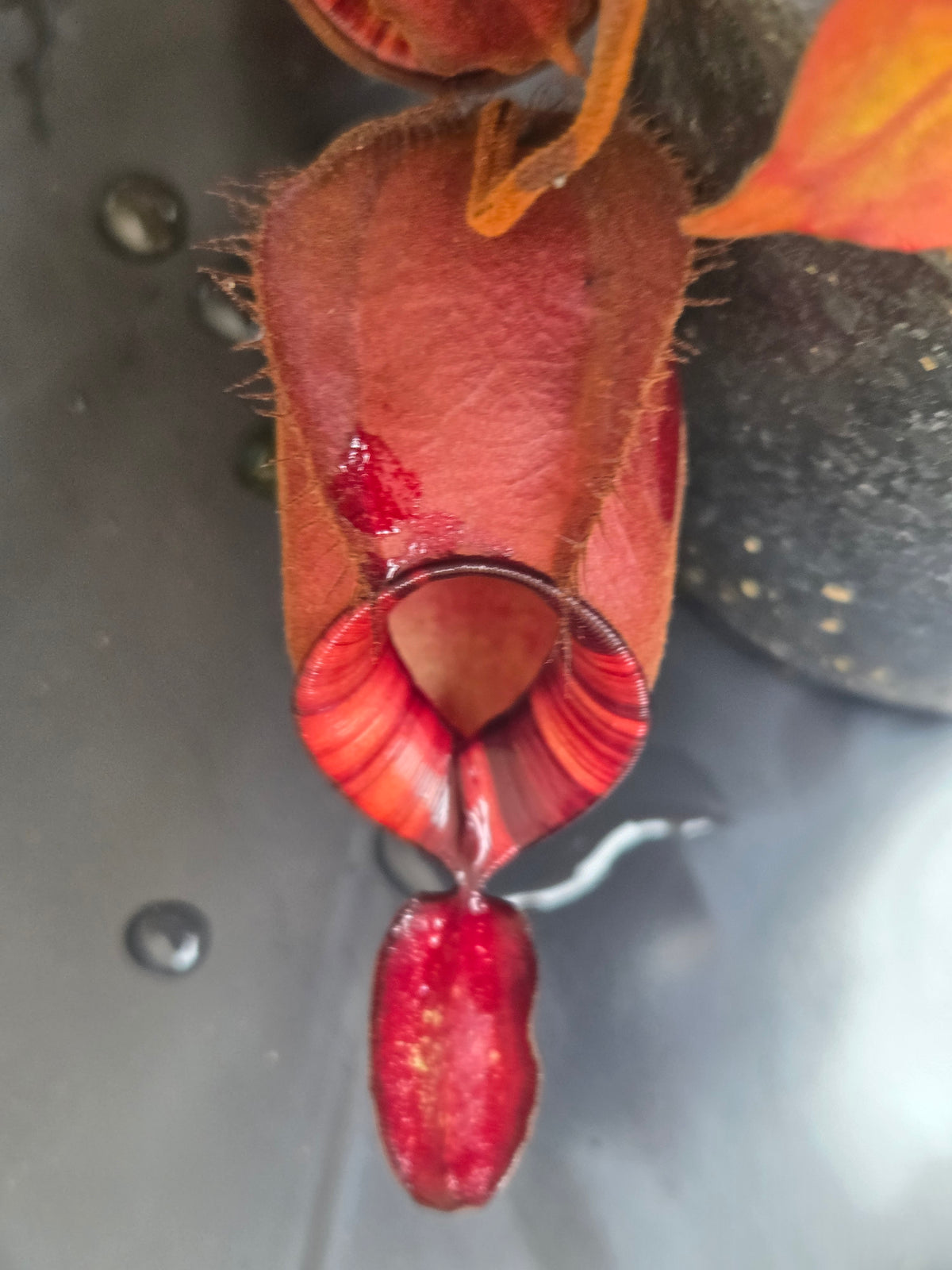 Nepenthes viking x ampullaria 'Black Miracle' - Medium