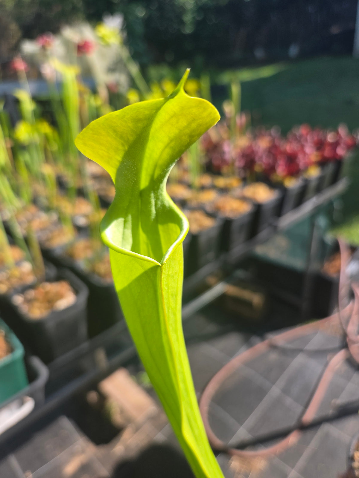 Sarracenia alata
