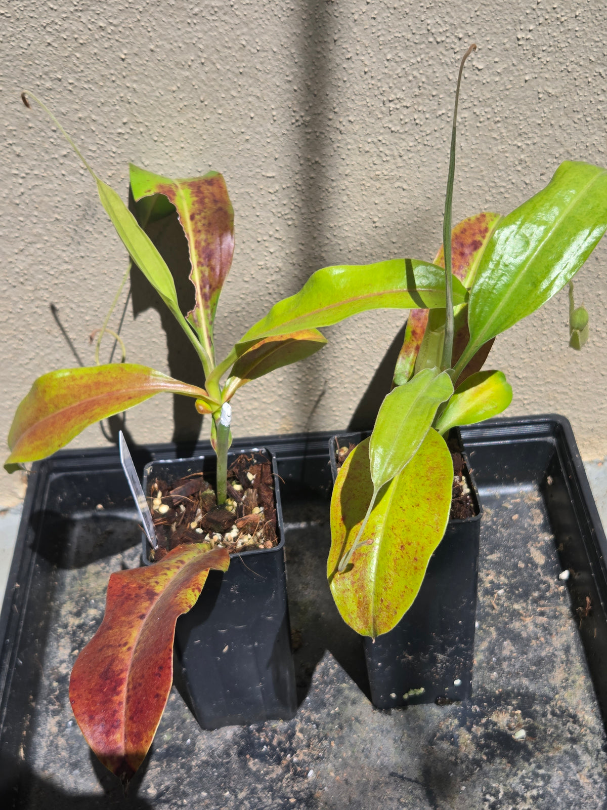 Nepenthes x Wrigleyana