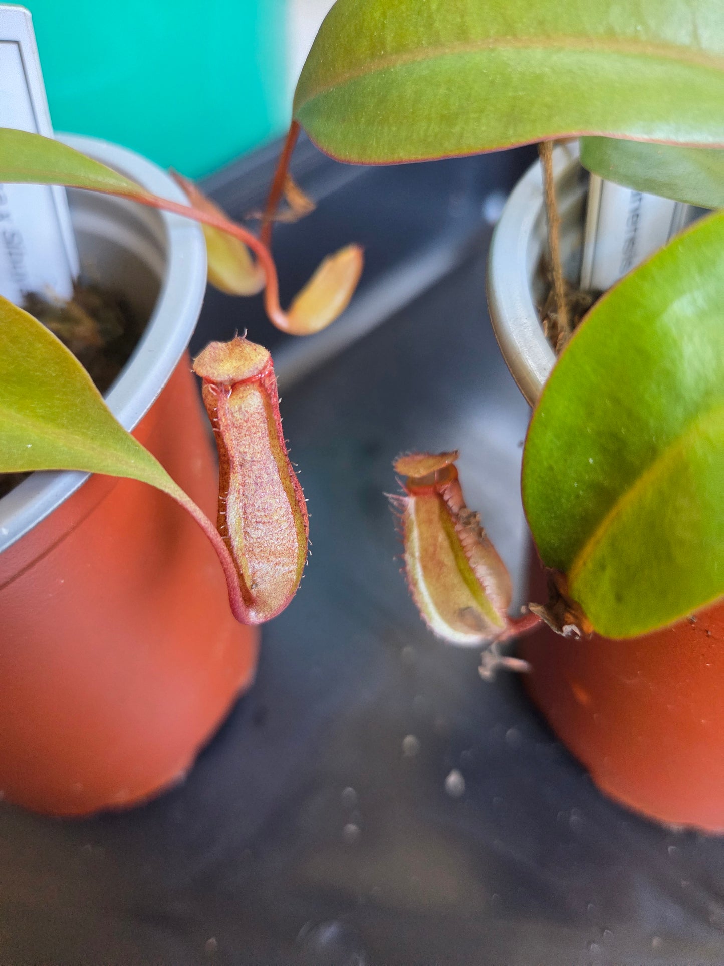 Nepenthes (ventricosa x sibuyanensis) x Rokko 'Exotica'