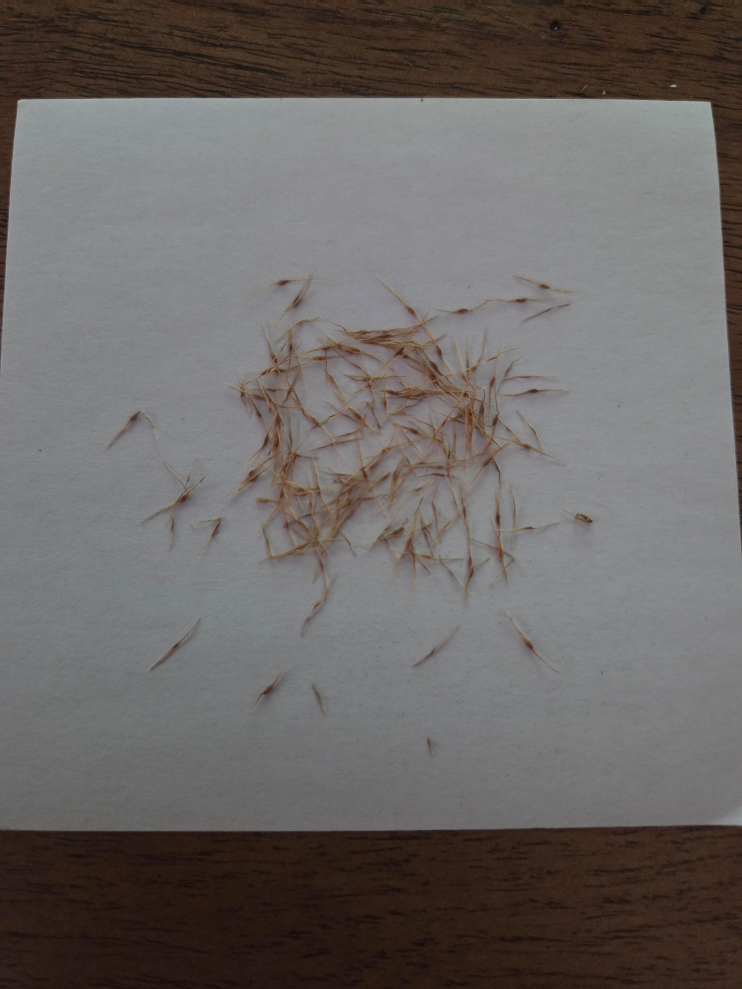 Nepenthes [(lowii x boschiana) x veitchii]
x (tiveyi x stenophylla)