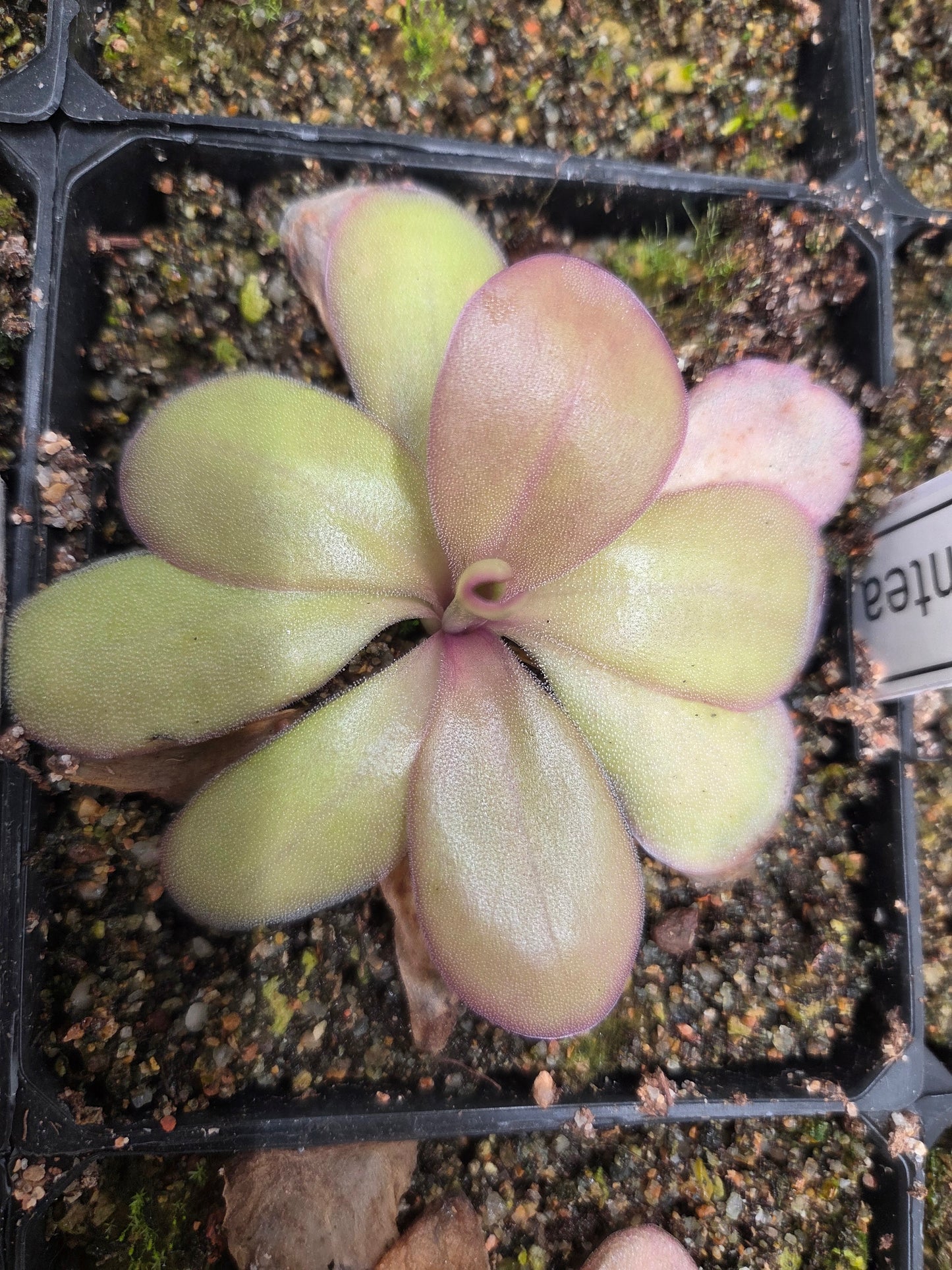 Pinguicula laueana x gigantea (Medium)