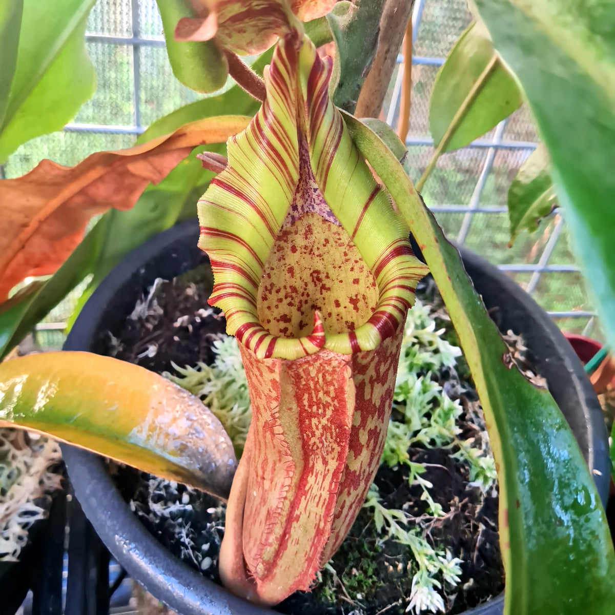 Nepenthes x Tiveyi x stenophylla