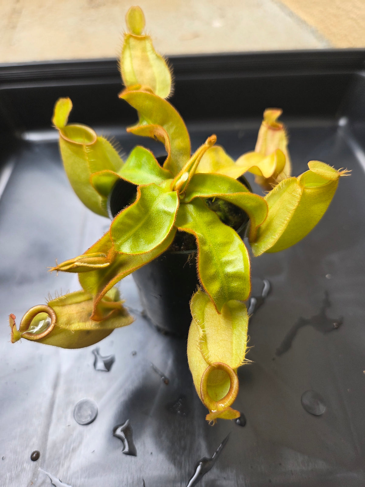 Nepenthes ampullaria "Green"