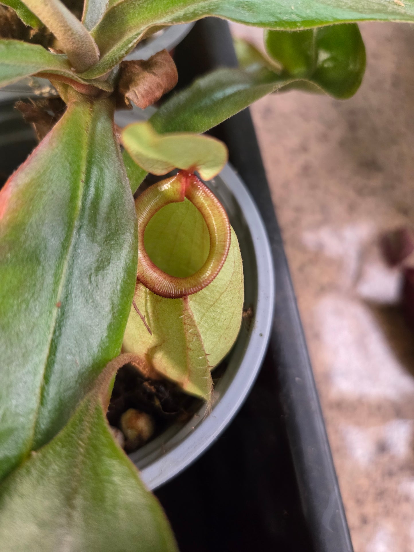 Nepenthes (viking x rafflesiana) x ampullaria (Small)