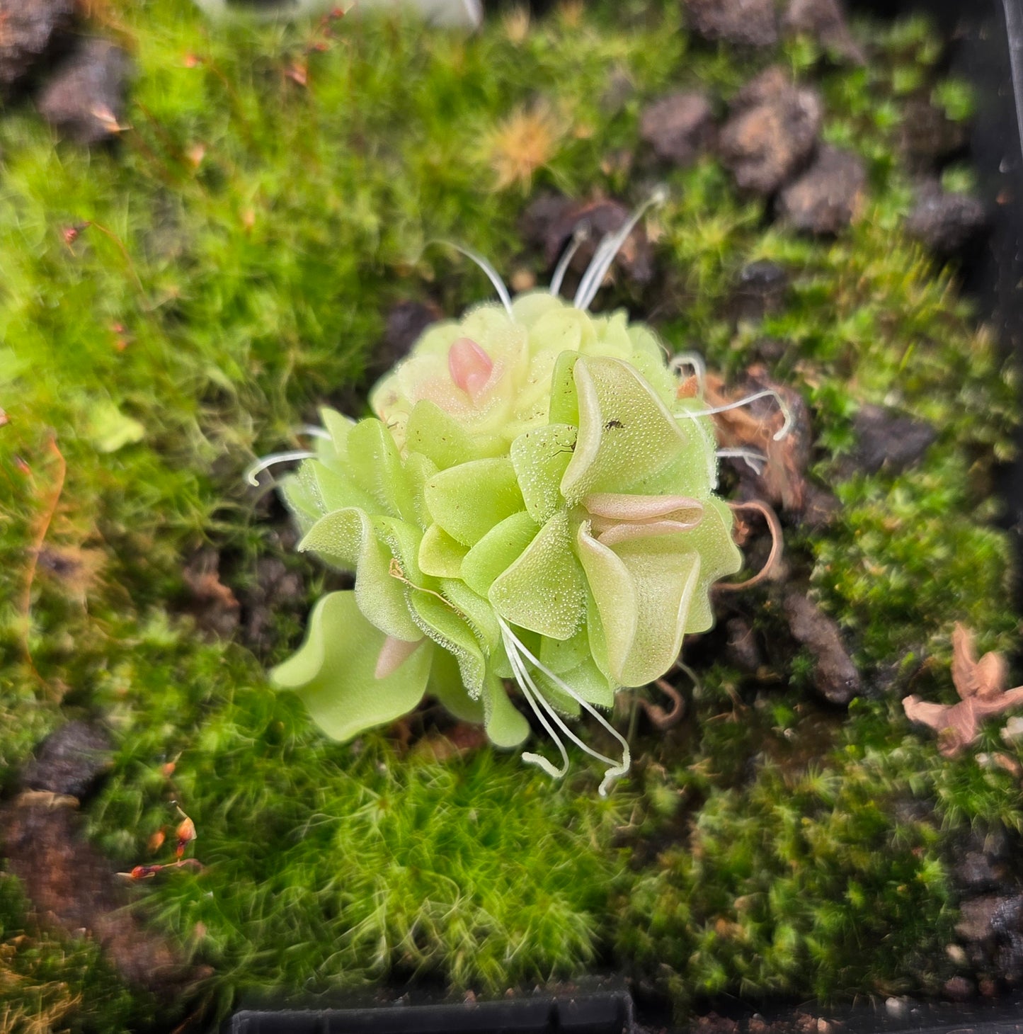 Pinguicula weser x jaumavensis