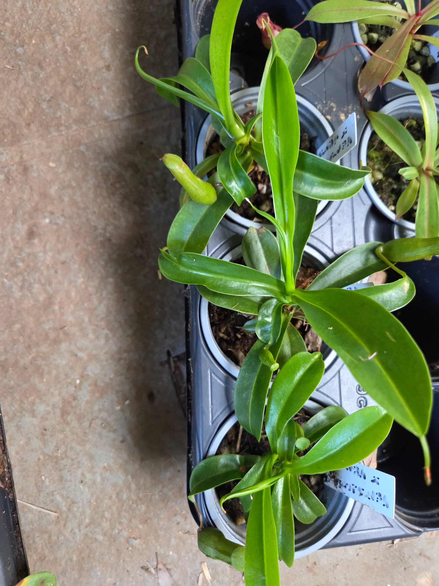 Nepenthes ventricosa