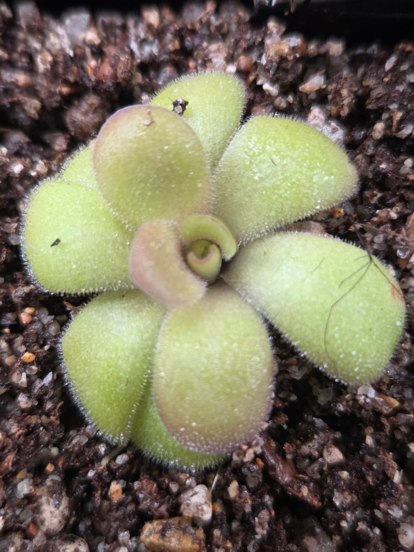 Pinguicula huautla (Small)
