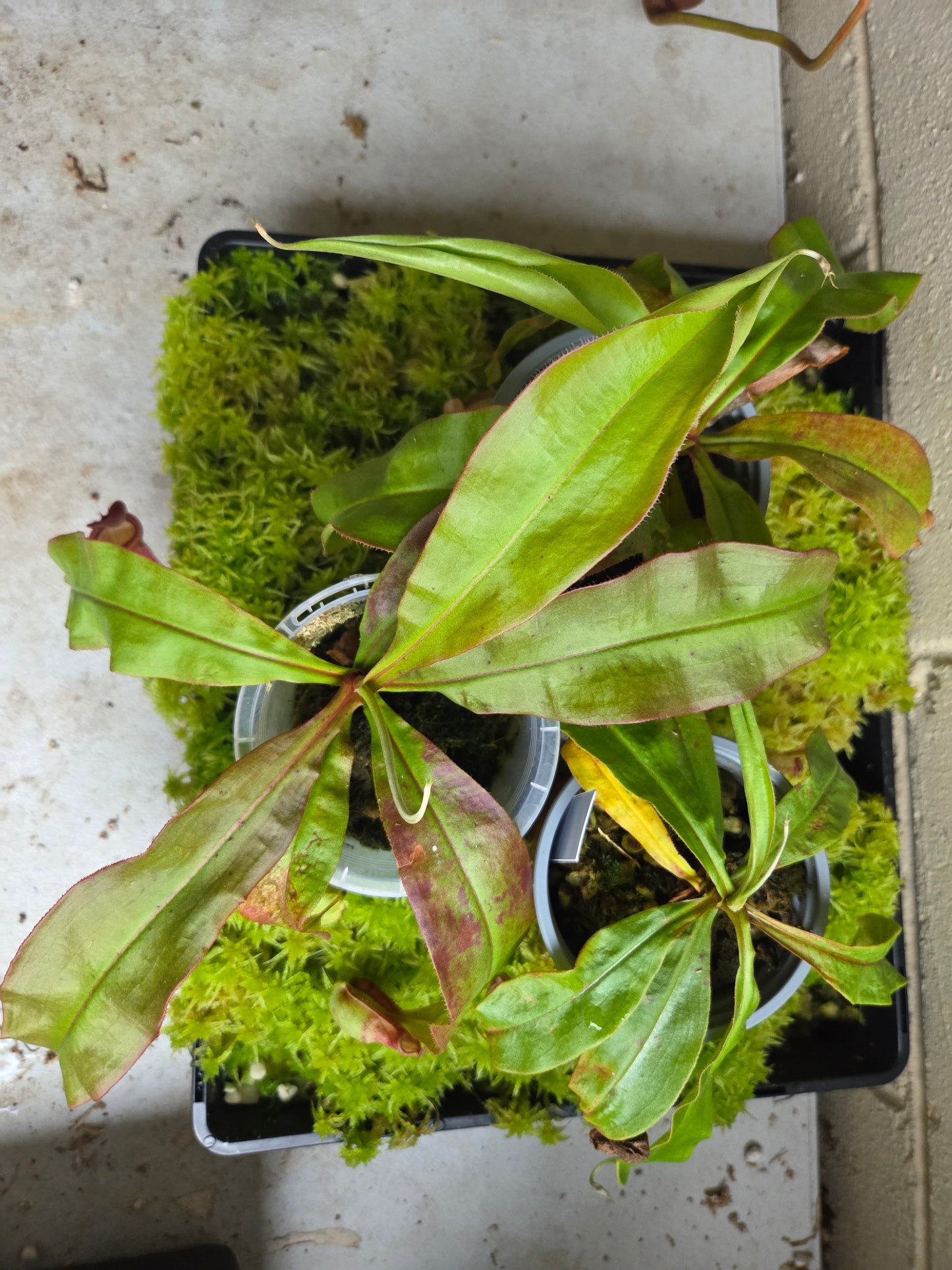 Nepenthes mirabilis x boschiana
