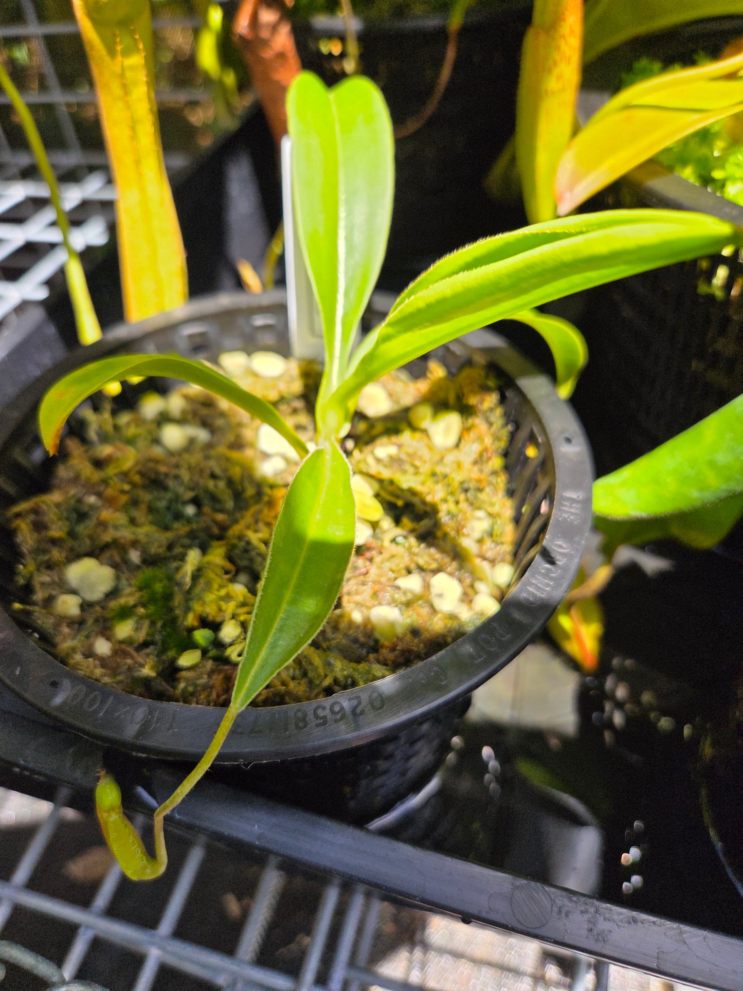 Nepenthes 'Lady Pauline'
